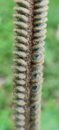 Cycas circinalis subsp. riumuniana