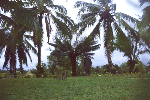 Cycas thouarsii