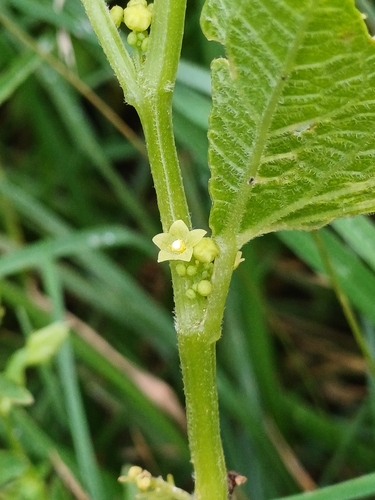Cyclanthera brachybotrys