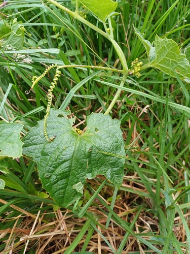 Cyclanthera brachybotrys