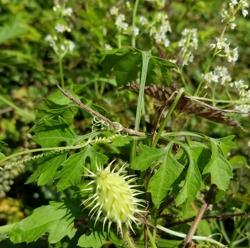 Cyclanthera dissecta
