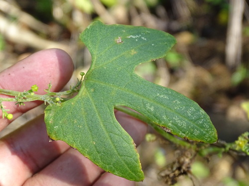Cyclanthera ribiflora