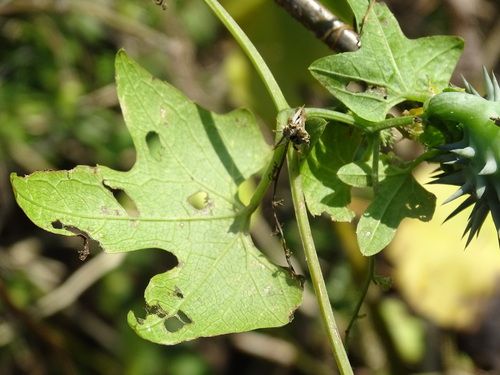 Cyclanthera ribiflora