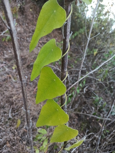Cyclea peltata