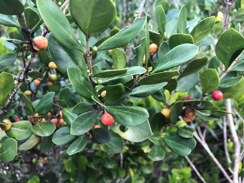 Cyclophyllum coprosmoides