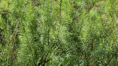 Cyclopia longifolia