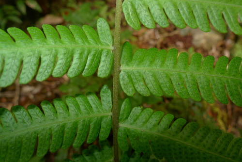 Cyclosorus heterocarpus