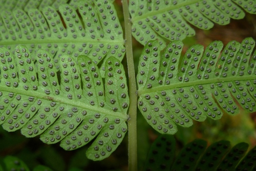 Cyclosorus heterocarpus
