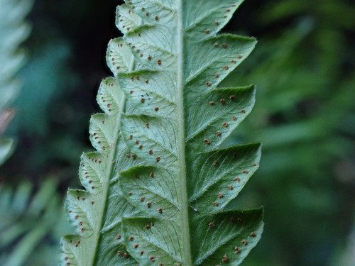 Cyclosorus interruptus