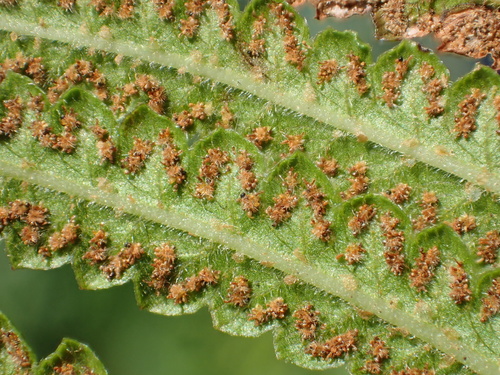 Thelypteridaceae