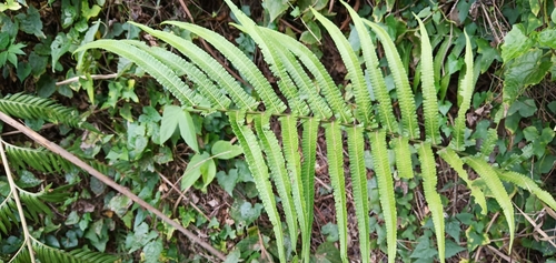 Cyclosorus truncatus