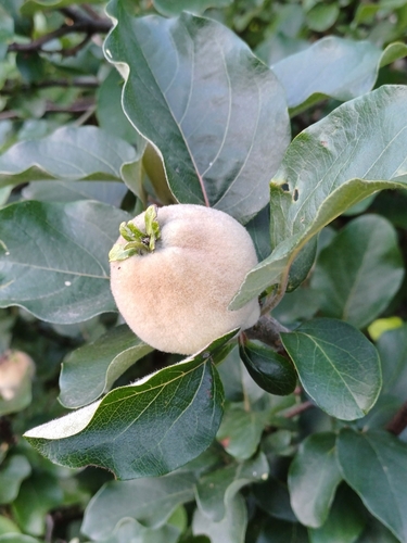 Cydonia oblonga