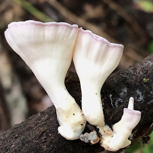 Cymatoderma elegans subsp. infundibuliforme