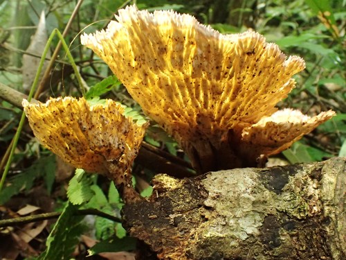 Cymatoderma elegans subsp. infundibuliforme