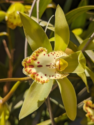 Cymbidium hookerianum