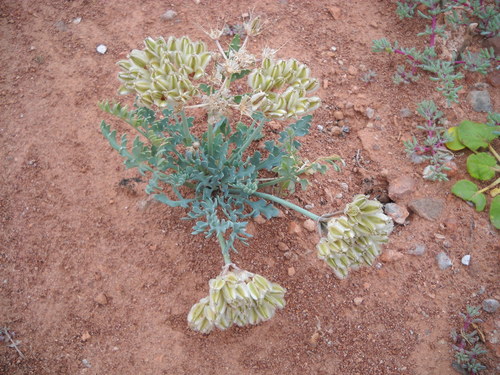 Cymopterus bulbosus