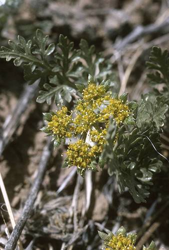 Cymopterus glomeratus