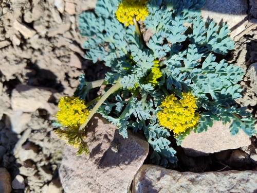 Cymopterus longipes
