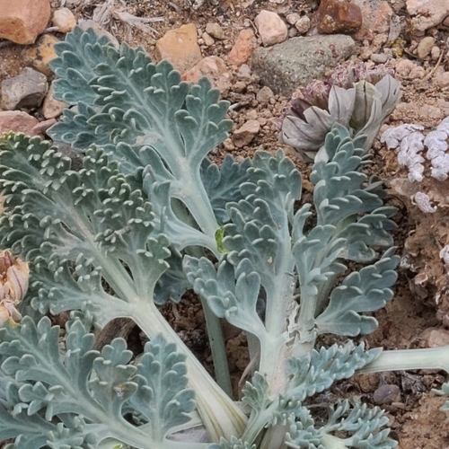 Cymopterus montanus