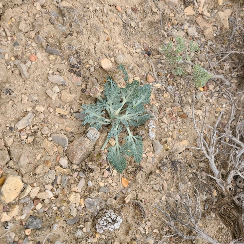 Cymopterus montanus