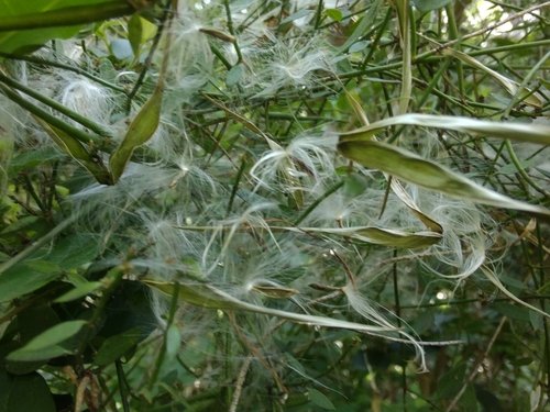 Cynanchum caudatum