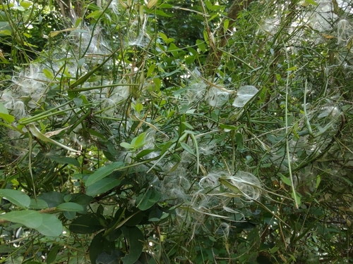 Cynanchum caudatum