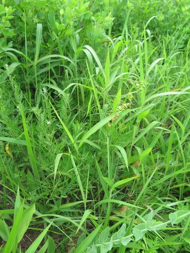 Cynanchum paniculatum