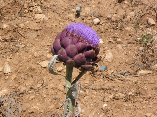 Cynara cardunculus