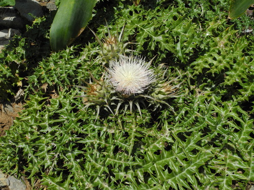 Cynara cornigera