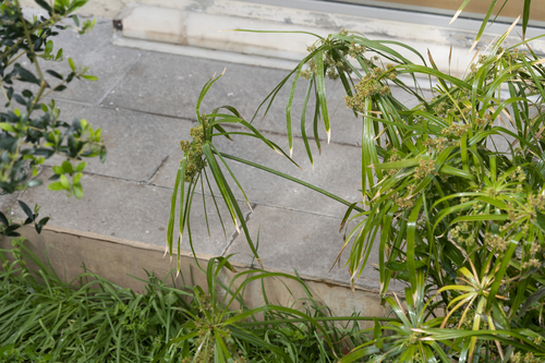 Cyperus alternifolius