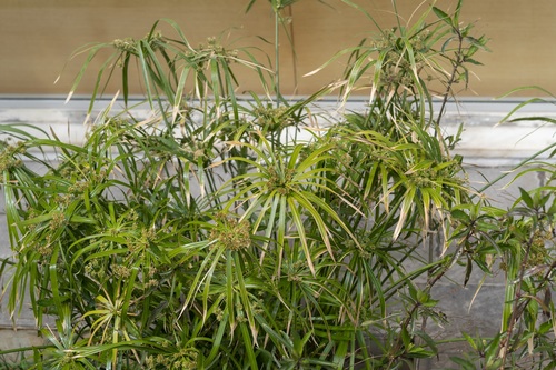 Cyperus alternifolius