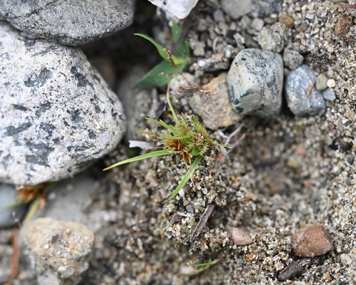 Cyperus aristatus
