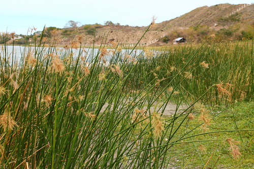 Cyperus articulatus