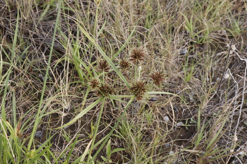 Cyperus congestus
