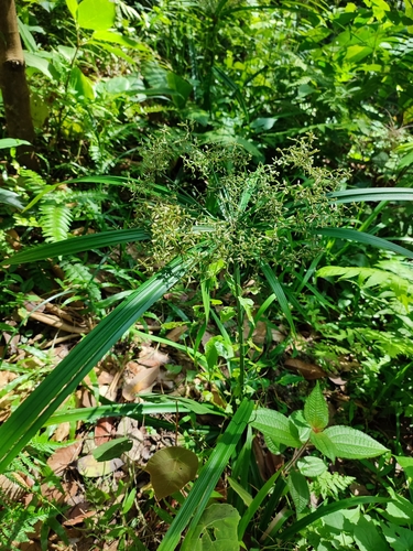 Cyperus diffusus