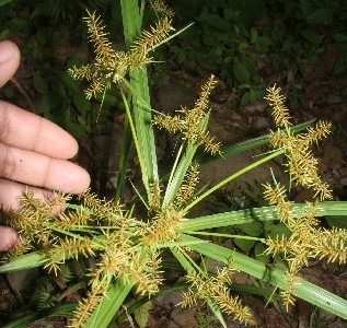 Cyperus digitatus subsp. auricomus