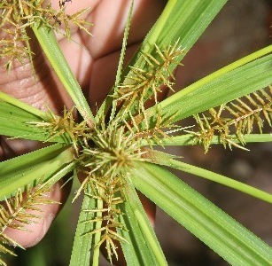 Cyperus digitatus subsp. auricomus
