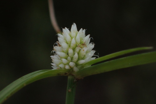 Cyperus dubius