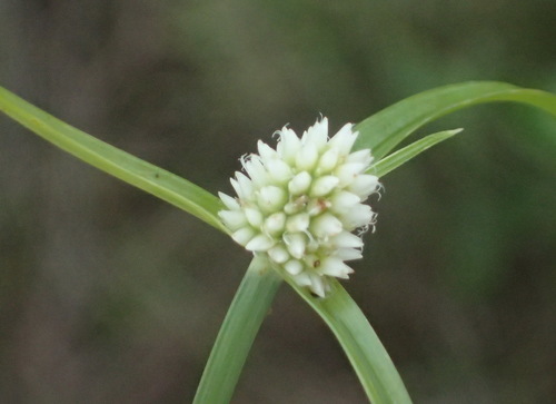 Cyperus dubius