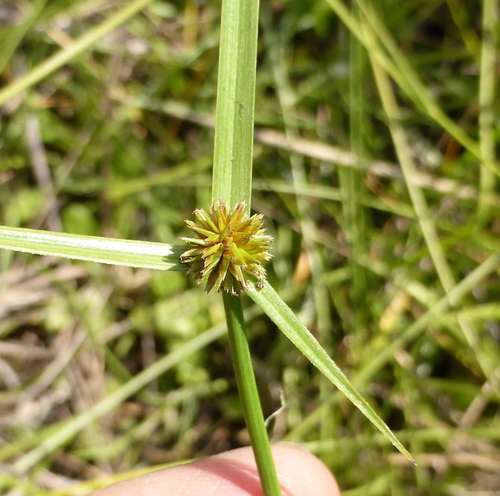 Cyperus erectus