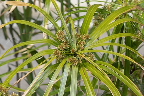 Cyperus flabelliformis