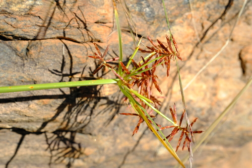 Cyperus fulgens