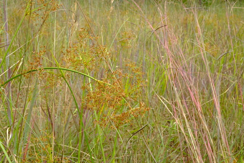 Cyperus haspan