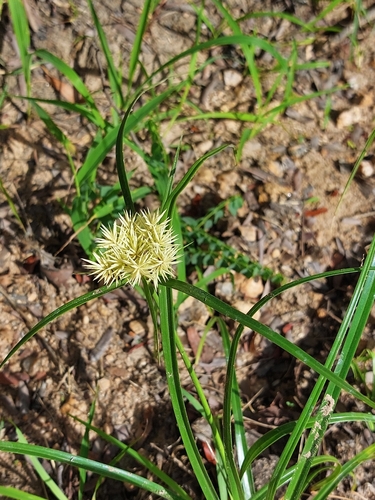 Cyperus hemisphaericus