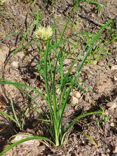 Cyperus hemisphaericus