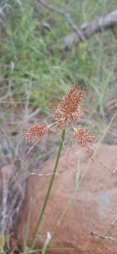Cyperus indecorus