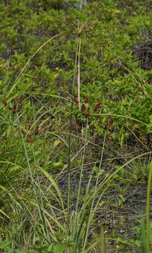 Cyperus ligularis