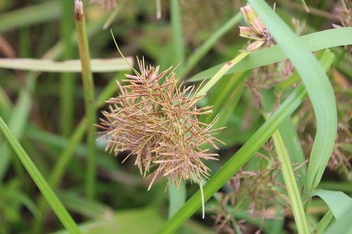 Cyperus maculatus