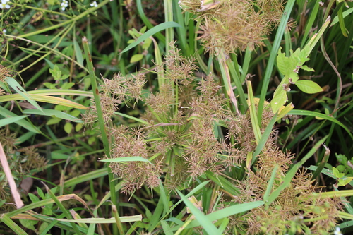 Cyperus maculatus