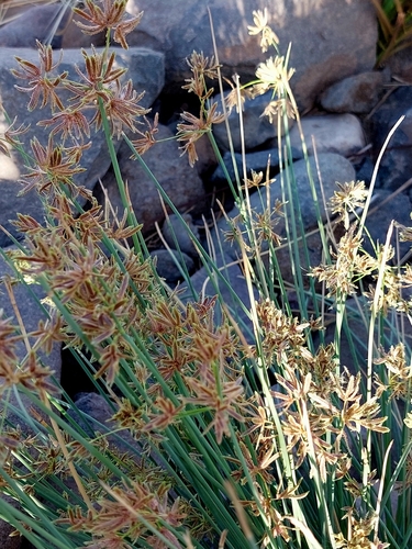 Cyperus marginatus